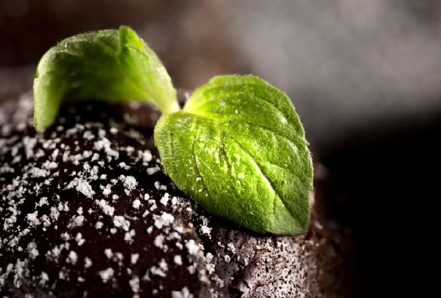 Пока все обсуждают нефть и IT, одна из самых богатых отраслей России тихо скупает рынок труда. Что происходит с минеральными удобрениями и почему охота за людьми там уже жестче, чем за экспортом
